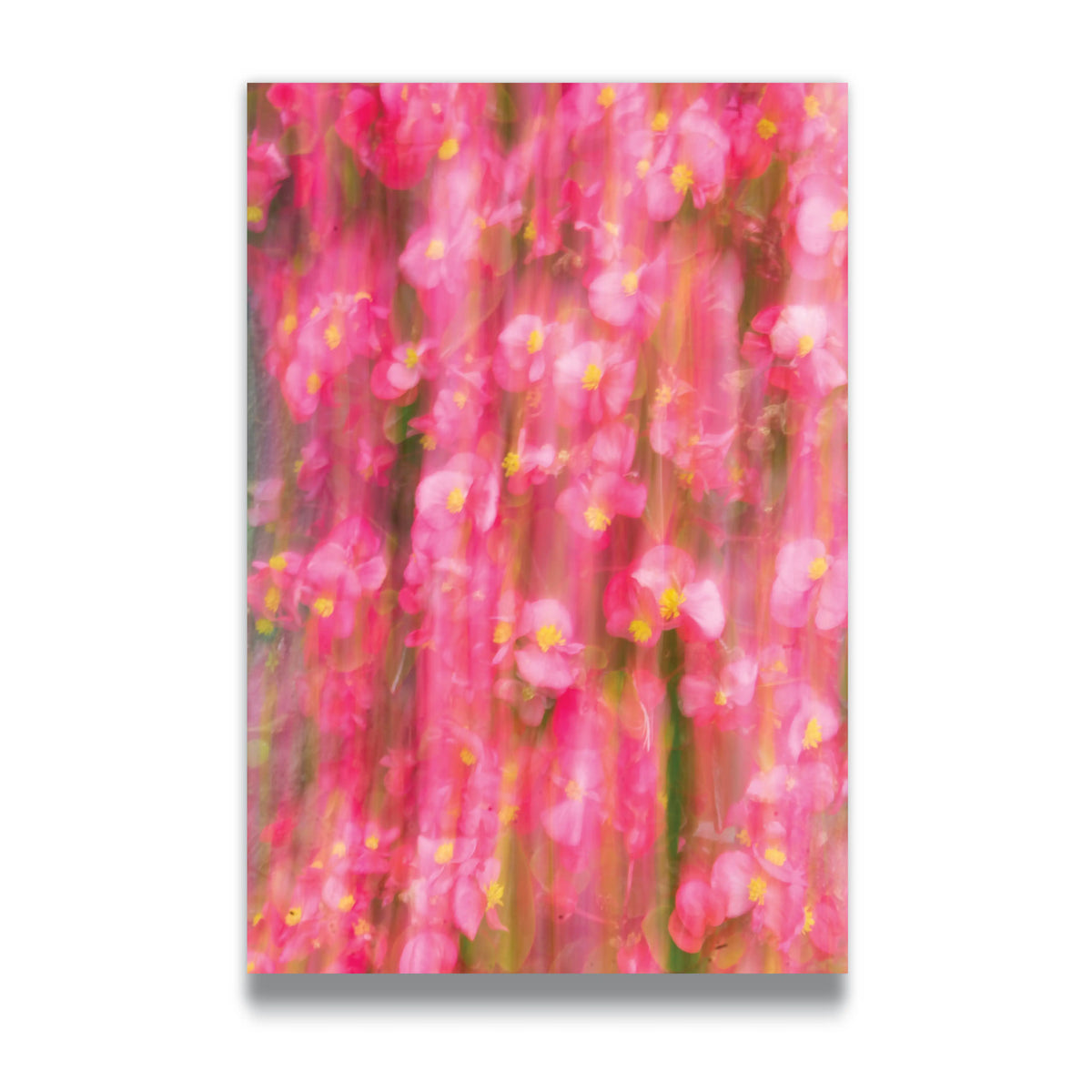 FLOWERS IN MOTION - Vigil